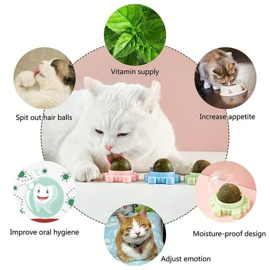 Catnip Wall-Mounted Treat Ball